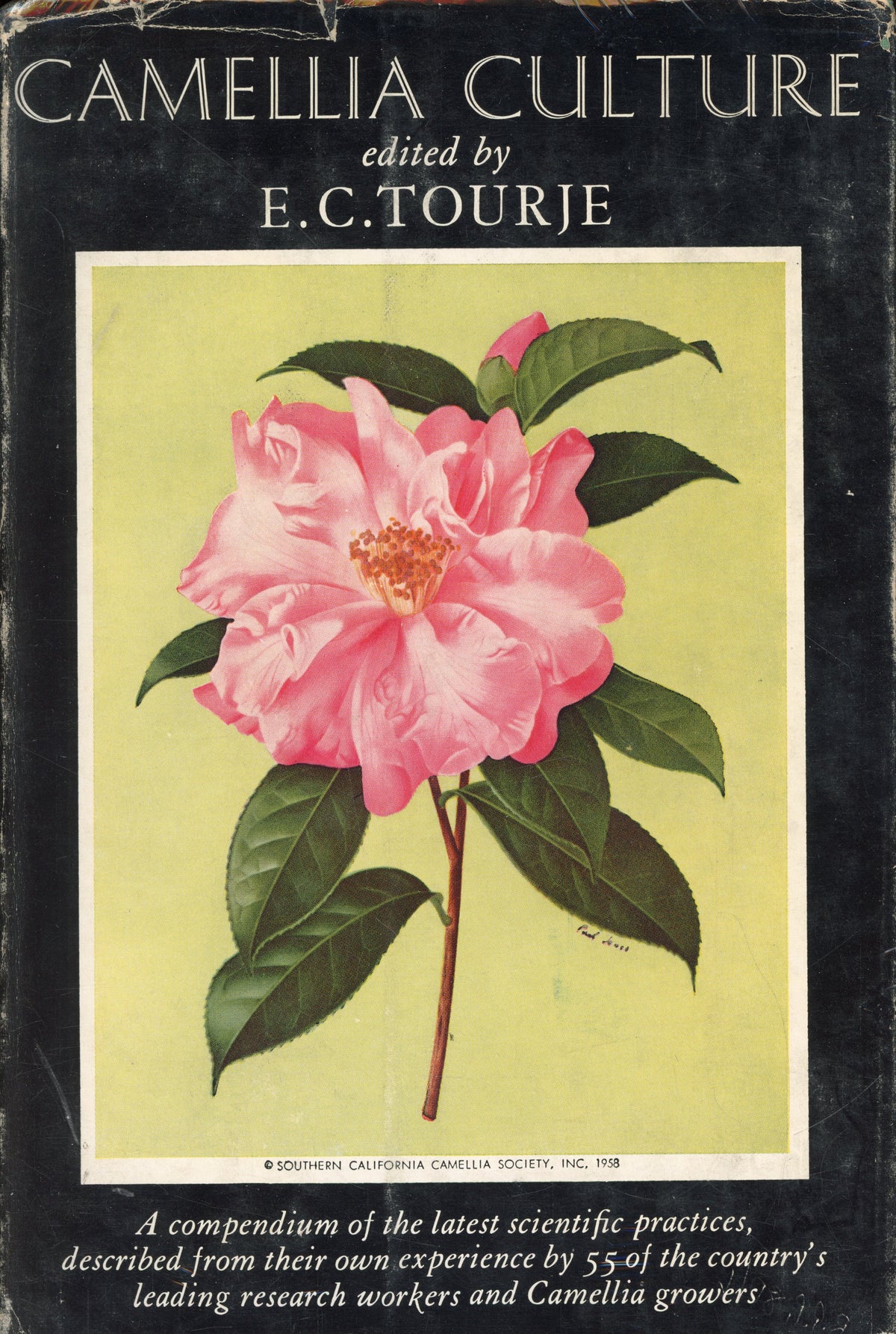Camellia Culture