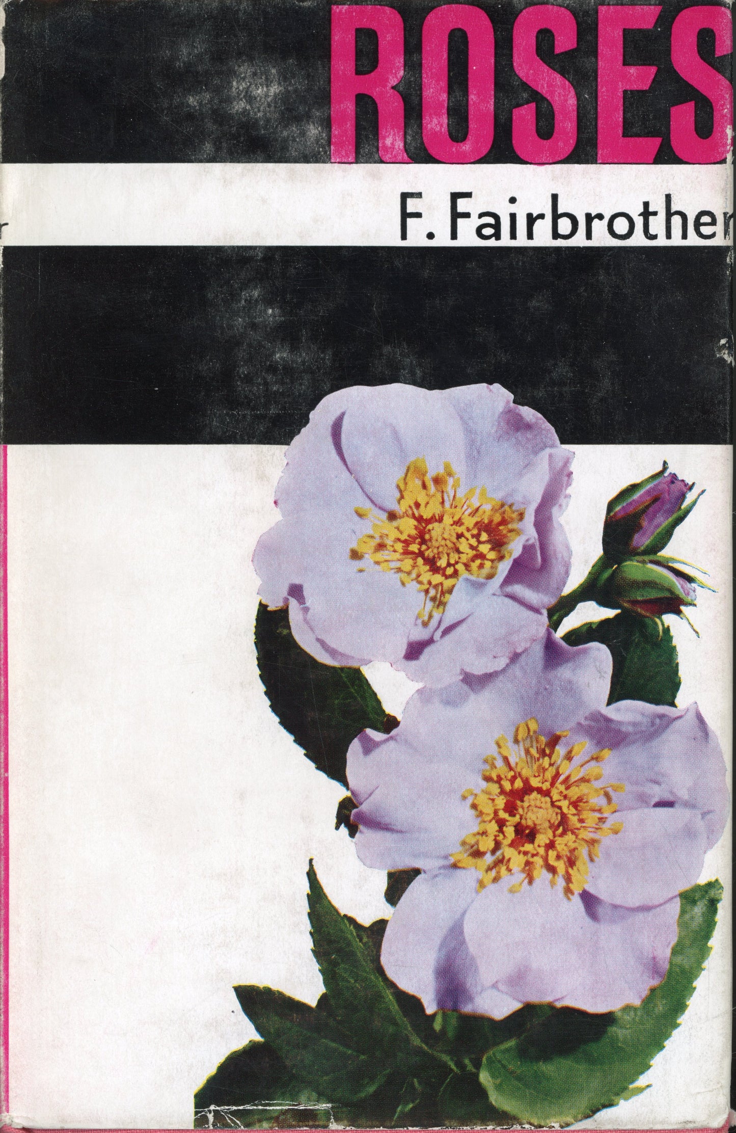Roses - by F Fairbrother