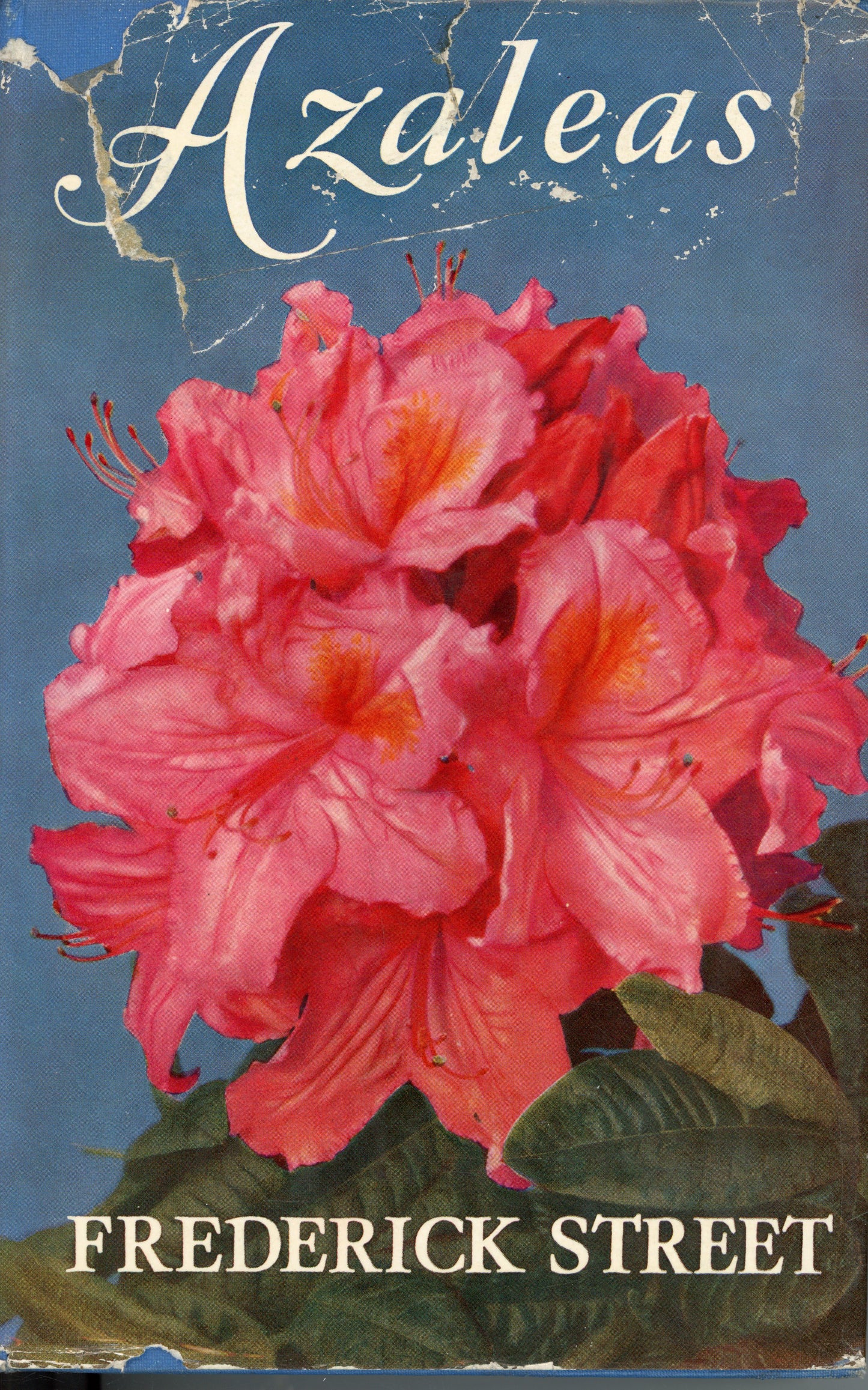 Azaleas by Frederick Street