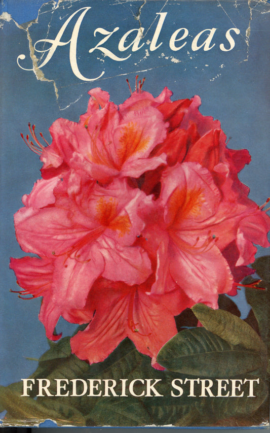 Azaleas by Frederick Street