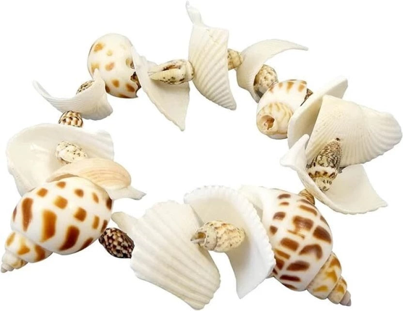 DIG KIT-SHELLS BUKI BUKI441