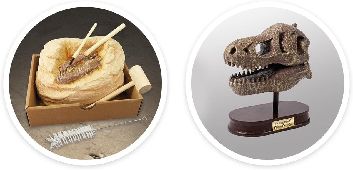 MUSEUM SKULL-T-REX BUKI BUKI2130