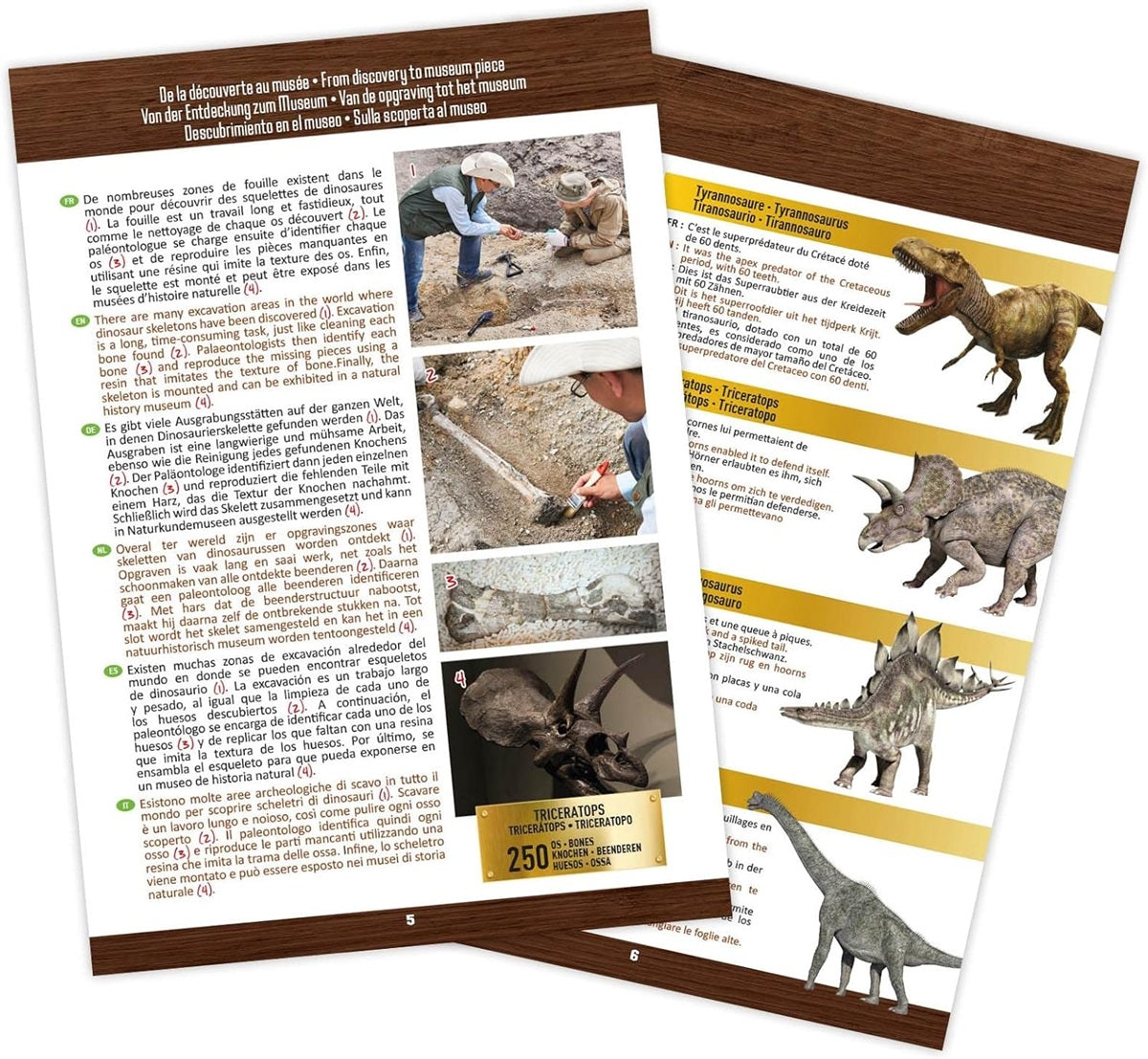 MUSEUM SKULL-T-REX BUKI BUKI2130