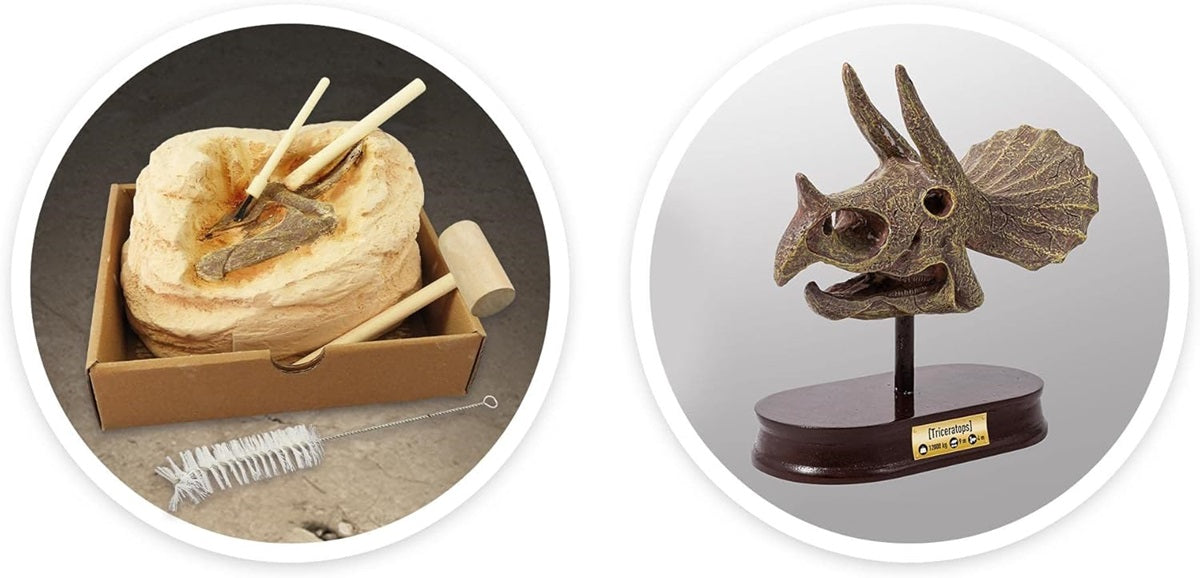 MUSEUM SKULL-TRICERATOPS BUKI BUKI2131