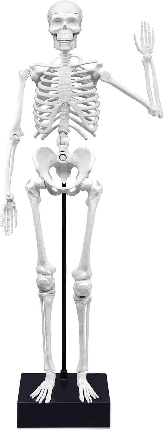 SKELETON 45CM BUKI BUKI2180