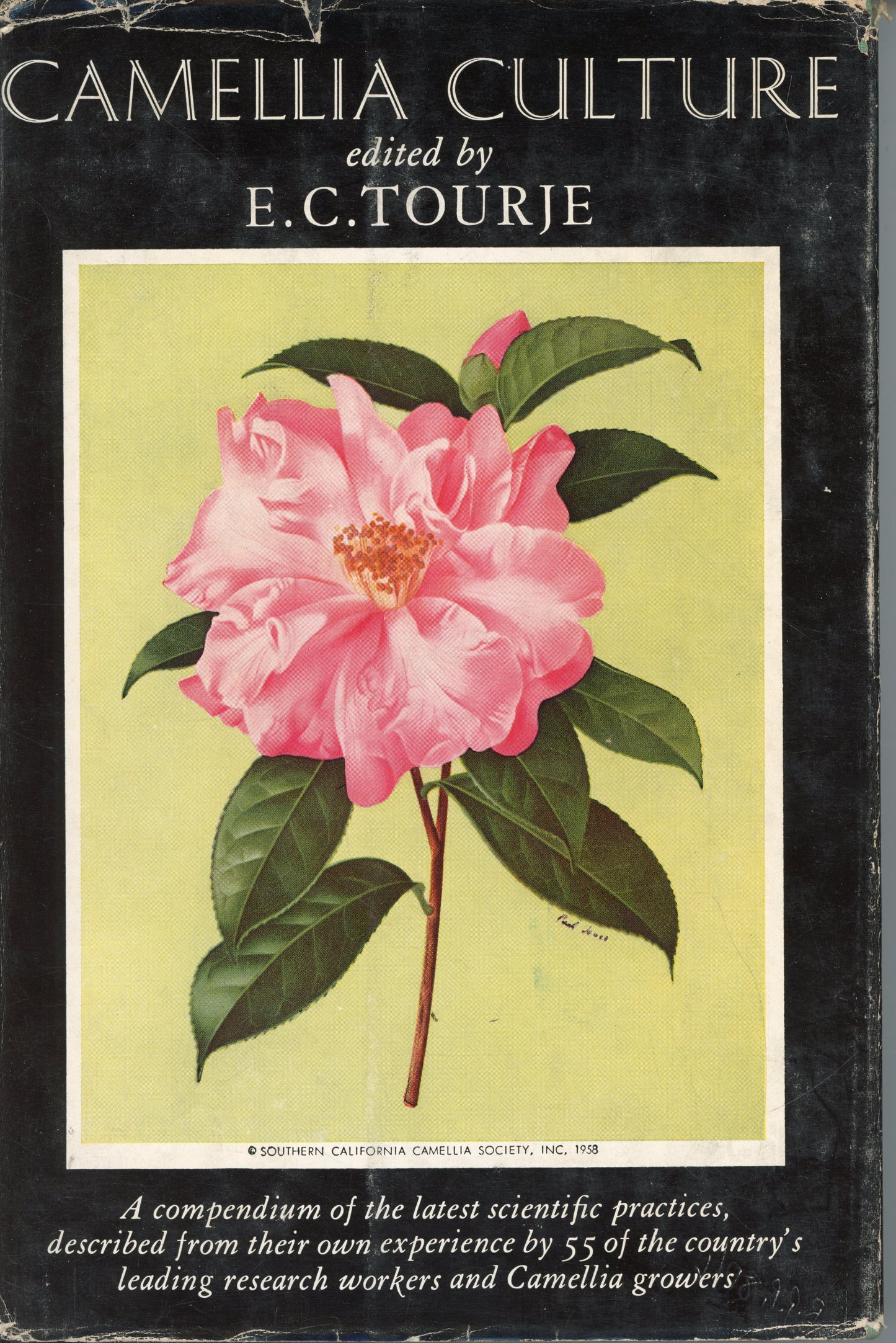 Camellia Culture, edited by E.C. Tourje